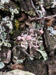 Laetisaria lichenicola