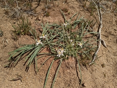Leucocrinum montanum