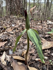 Trillium lancifolium