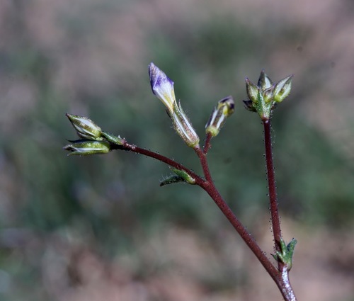 Image of Gilia mexicana by (c) Andrew Tree, some rights reserved (CC BY)