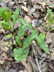 Trillium lancifolium