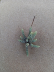 Tillandsia minutiflora