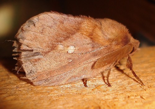 Drinker Moth