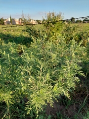 Ambrosia tenuifolia