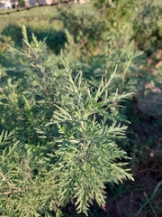 Ambrosia tenuifolia