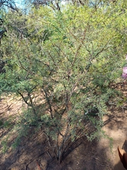 Prosopis torquata