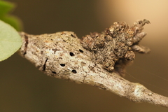 Neuroterus contortus