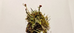Cladonia transcendens