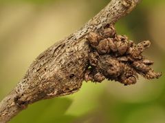 Neuroterus contortus