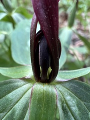 Trillium lancifolium