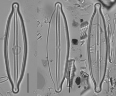 Frustulia crassinervia