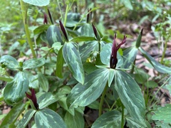 Trillium lancifolium