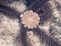 Ophiocoma aethiops