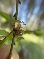 Callirhytis turnerii