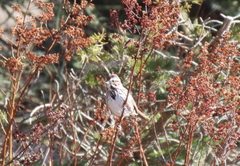 Media resource of Melospiza melodia