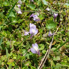 Mazus miquelii