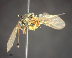 Dolichopus dorycerus