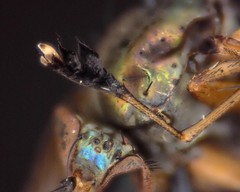 Dolichopus dorycerus