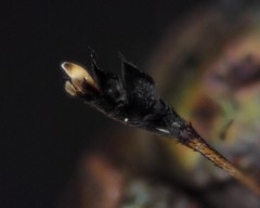 Dolichopus dorycerus