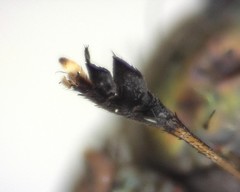 Dolichopus dorycerus