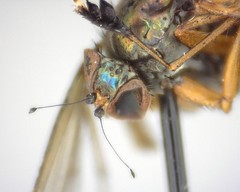 Dolichopus dorycerus