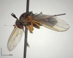 Dolichopus dorycerus