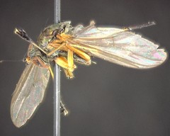 Dolichopus dorycerus