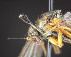 Dolichopus dorycerus