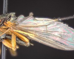 Dolichopus dorycerus