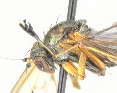 Dolichopus dorycerus