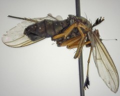 Dolichopus dorycerus