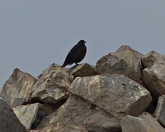 Cinclodes antarcticus