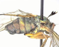 Dolichopus dorycerus