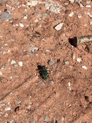Cicindela tranquebarica parallelonota