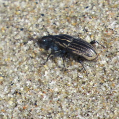 Sphenophorus australis