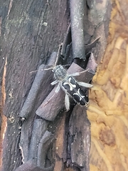 Neoclytus conjunctus