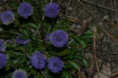 Globularia bisnagarica