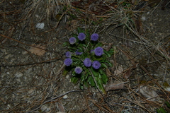 Globularia bisnagarica