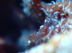 Periclimenes rathbunae