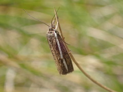 Orocrambus catacaustus
