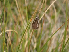 Orocrambus catacaustus
