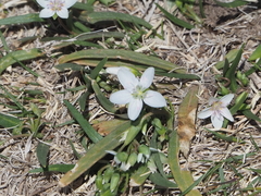 Claytonia virginica