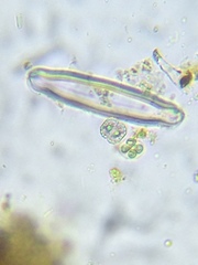 Cosmarium contractum