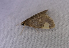 Evergestis unimacula