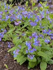 Mertensia
