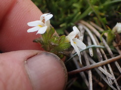 Euphrasia australis