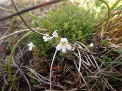 Euphrasia australis