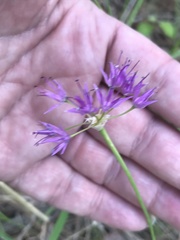 Allium columbianum