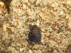 Eurygaster hottentotta