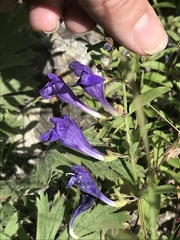 Scutellaria angustifolia